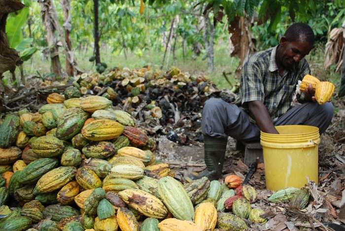 Kokoa Kamili Tanzanie